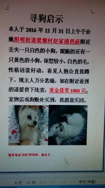 寻找白色小狗吉娃娃串串：宁波 余姚区