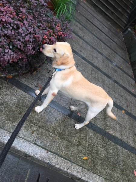 上海徐汇漓江山水花园酬谢5000元寻淡黄色拉布拉多成犬