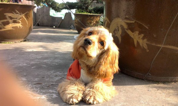 山西太原寻狗启事：寻找可卡犬小黄的家人