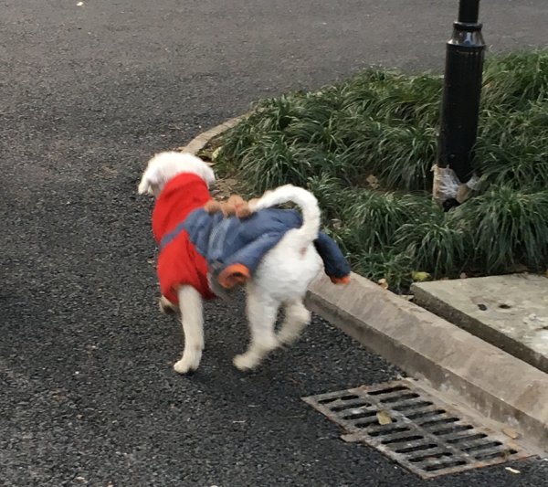1月16日府新花园走失比熊犬求助