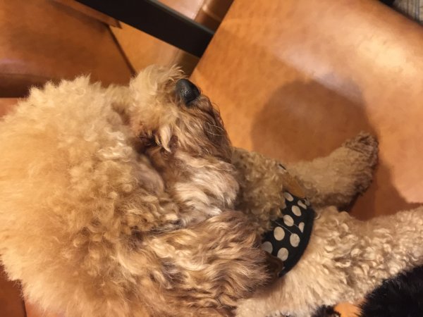 上海普陀区常德路丢失泰迪犬豆豆，寻狗启事