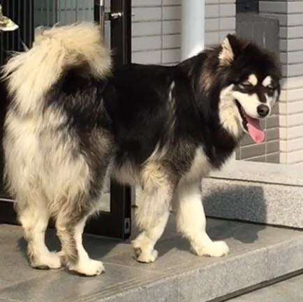 寻找失踪的大旺阿拉斯加