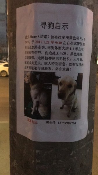 西安寻狗启事：5岁半拉布拉多“诺诺”走失，求助大家转发