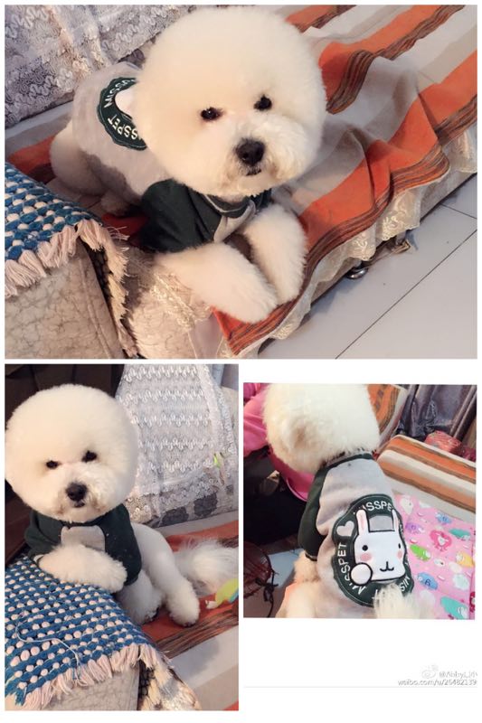 寻找果果！比熊寻狗启事