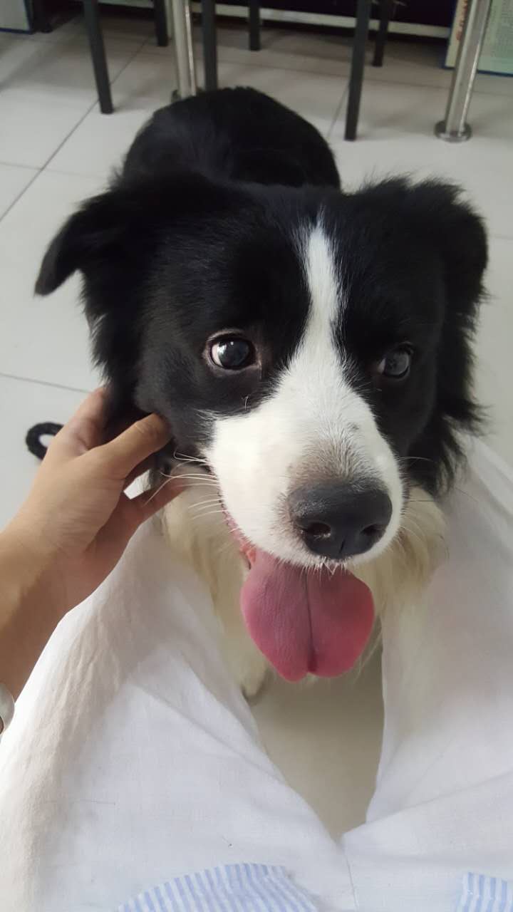 保定边牧瓜瓜丢失寻回启事