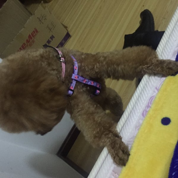 失落的泰迪小白寻回启事