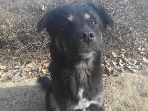 烟台寻爱犬狗狗，怀孕1个月左右，请好心人帮忙寻找