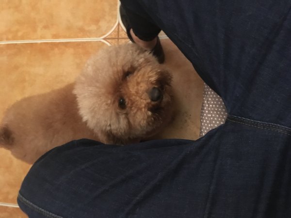 01.04捡到的贵宾狗狗，寻找主人