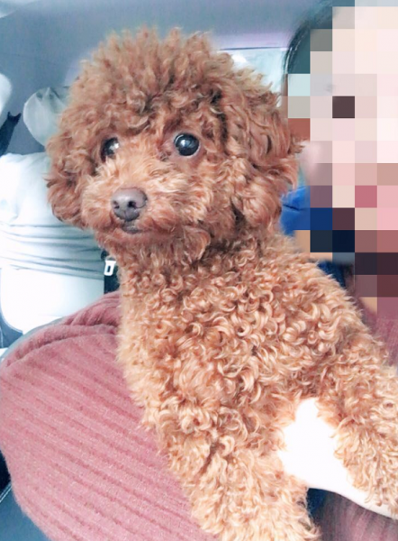 重庆寸滩星辰丽苑周边寻找丢失的红棕色泰迪犬