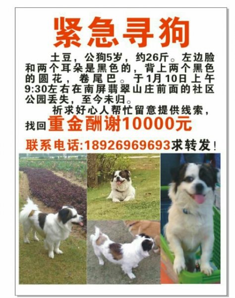 珠海寻狗启事：5岁蝴蝶公狗土豆走丢，请帮忙找回
