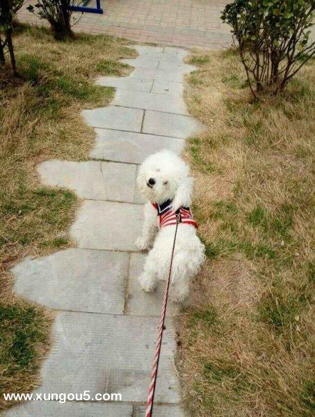 开封河南省白色比熊豆豆丢失启事