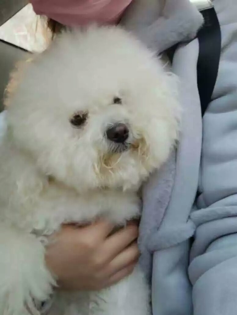 苏州寻狗启事：博美小白走丢，求助寻找