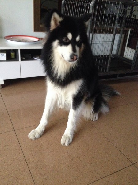丢失阿拉斯加犬山姆 德阳电信广场寻犬启事