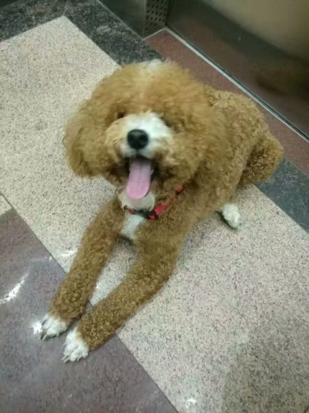 东莞虎门区金洲路寻找丢失的贵宾久久