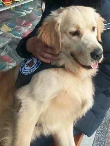 宁波寻金毛犬旺财