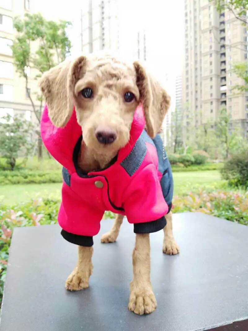 合肥滨湖区寻找泰迪狗狗小白的启事