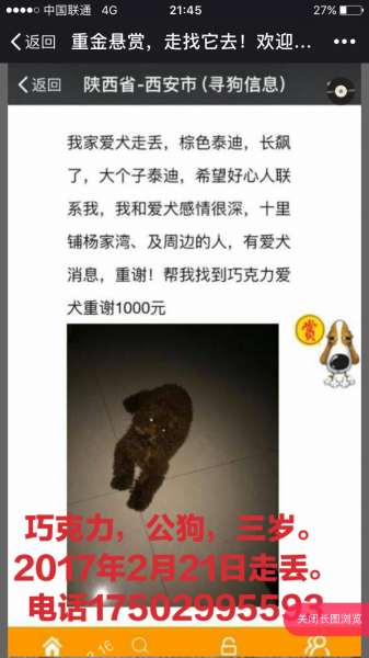 西安寻狗启事