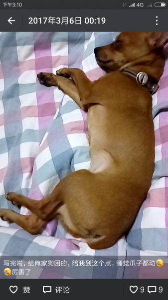 寻狗启事：铁西区圣工街北三路走失小鹿犬 鹿娃