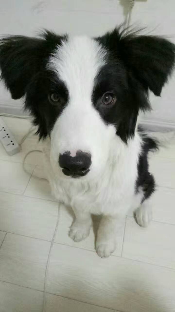 深圳寻找爱犬久久，求助广大好心人！
