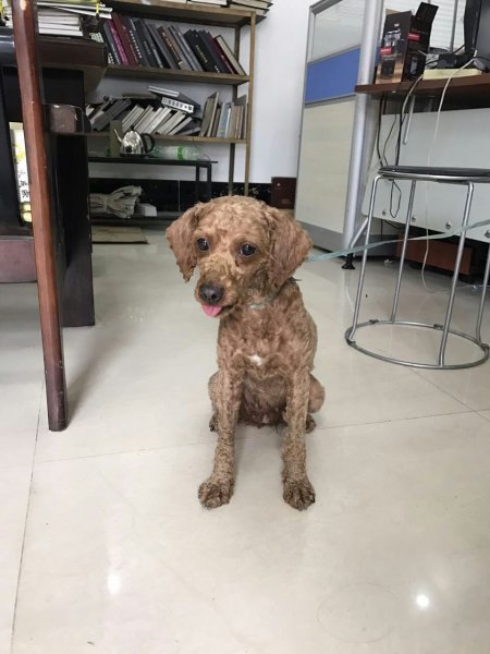 寻找泰迪狗狗主人，希望主人速来认领