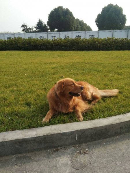 九江|寻找金毛犬