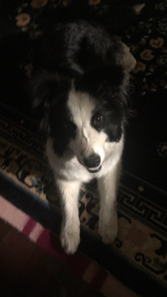 温州商城寻狗：寻找6个月大的边境牧羊犬小白