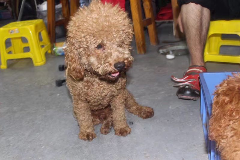 寻找贵宾犬小宾：龙华大浪失踪启事
