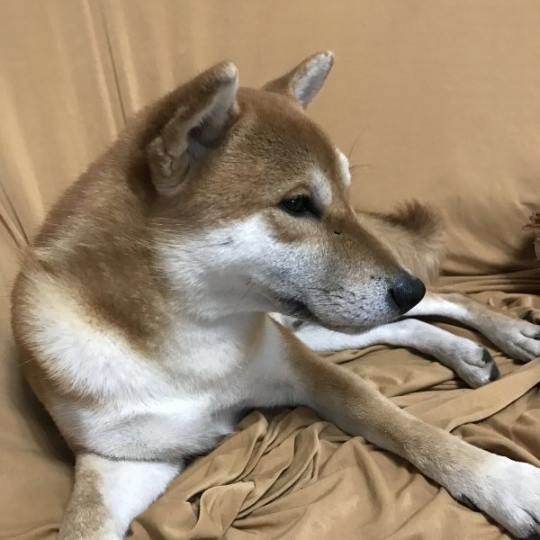白银地质队走失幼犬寻回启事