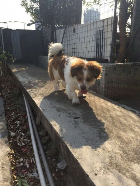 东莞南城富民步行街新基二环路寻狗启示