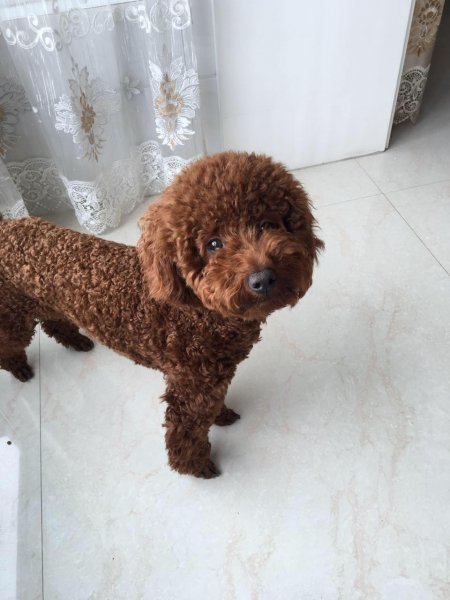 寻犬记 之“牛牛” 快回来！