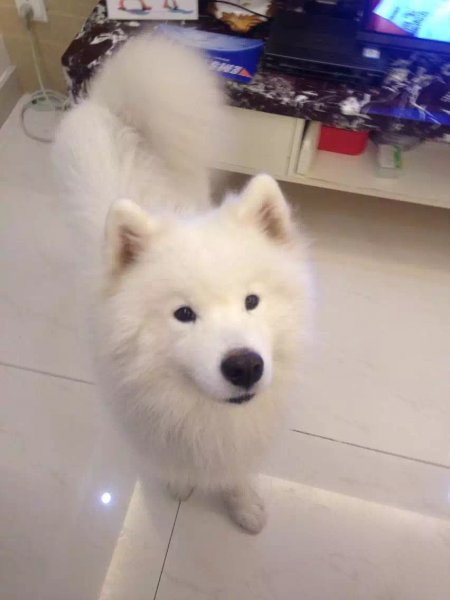 成都寻找萨摩耶小白