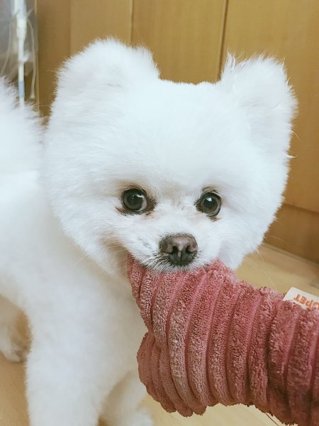 郑州新郑区白色博美狗寻找启事
