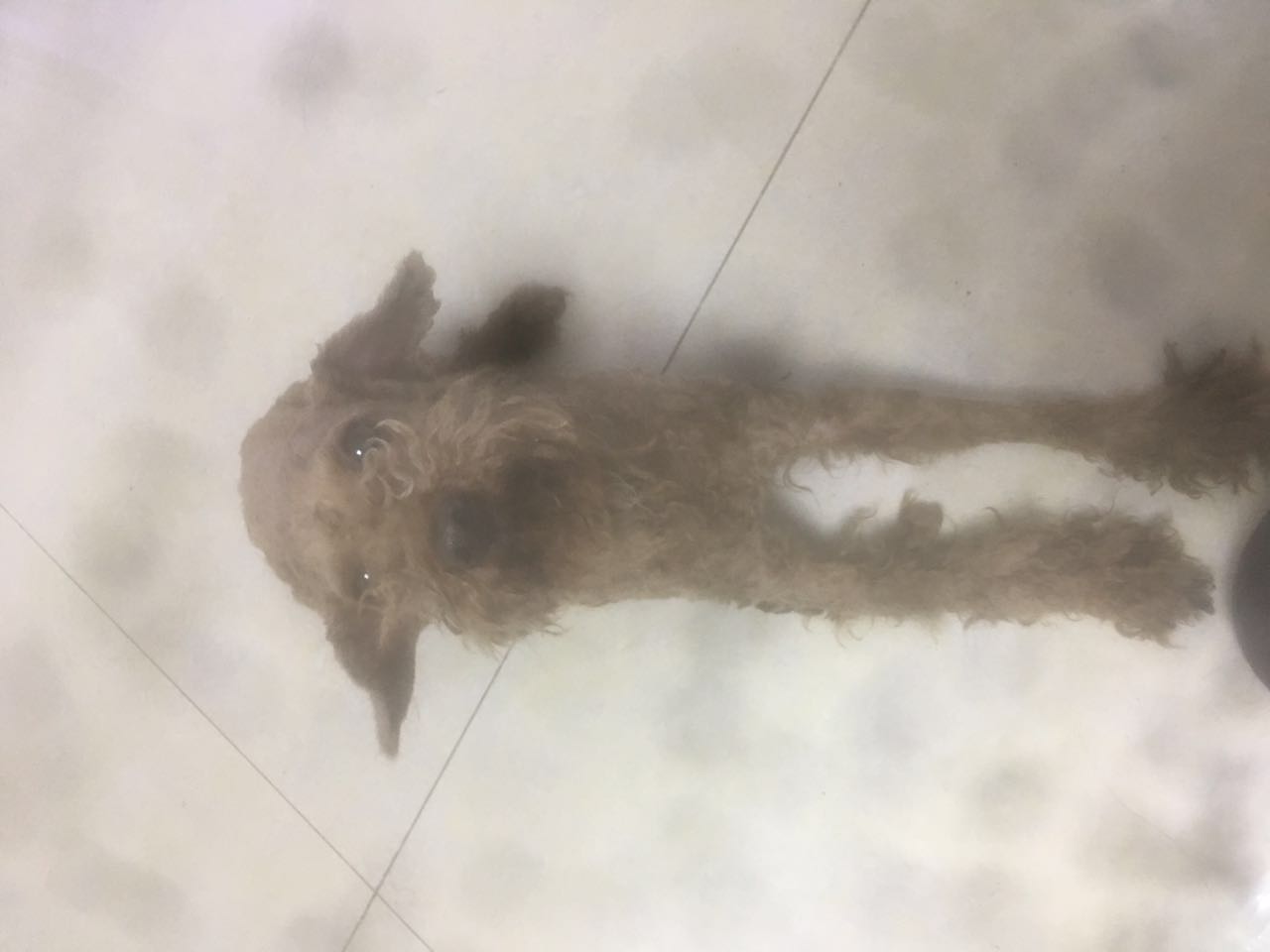 西安未央区泰迪丢失寻主人信息