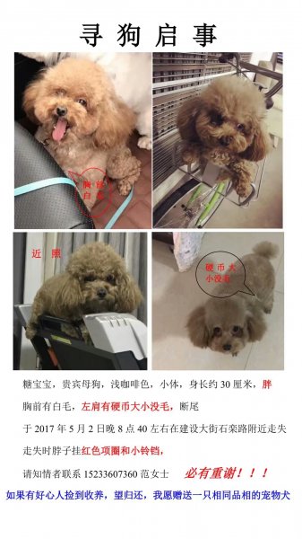 寻找狗狗糖宝宝
