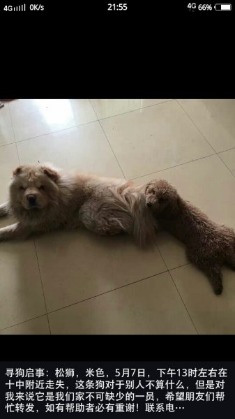 寻狗启事：松狮小白走失寻找