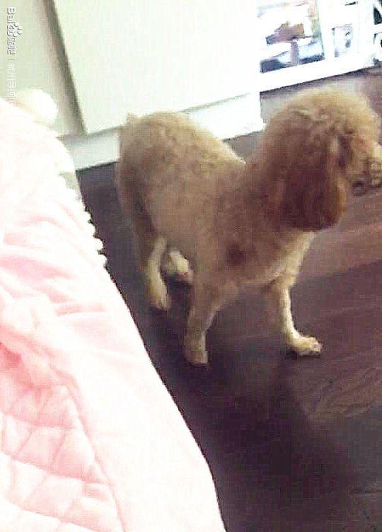 杭州西湖区寻找失踪泰迪犬糖果，重金酬谢，请帮忙寻找！