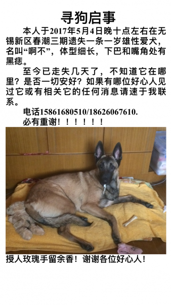 无锡寻找丢失一岁爱犬“啊不”信息