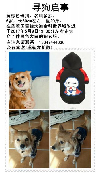 长沙岳麓区金科世界城寻狗启事