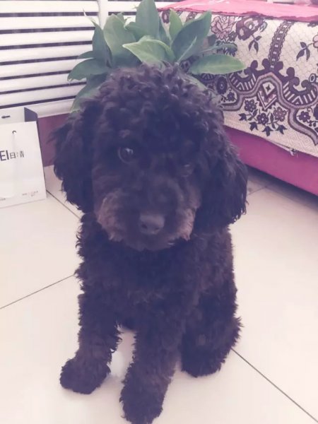 【寻狗启事】兰州甘肃白银路附近失踪的泰迪犬小黑，重酬！