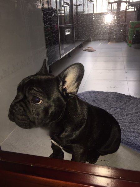 斗牛犬小白迷失在花果园湿地公园