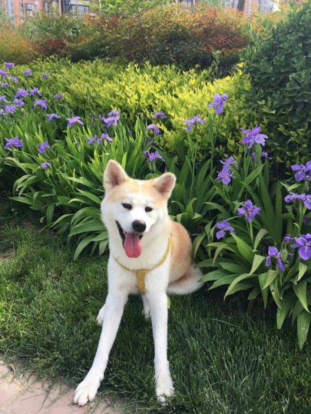 西安曲江秋田犬走失寻犬启事