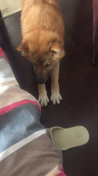 2017年5月15日成都红光镇万景峰丢失一只橙黄色柴犬