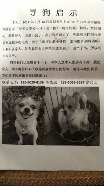 深圳布吉区爱犬丢失 寻狗启事