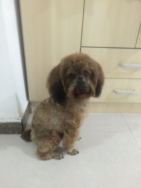 北京昌平区失踪的泰迪小狗枣寻狗启事