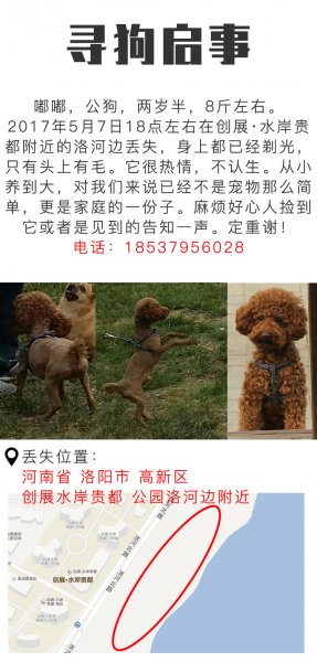 寻狗启事 公泰迪丢失信息