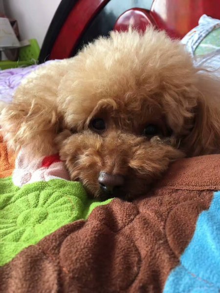 沈阳市大东区凯翔一街重金寻狗｜泰迪母犬爽爽走失，寻回有重谢