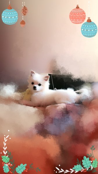 北京寻狗启事：博美小白走失，请帮帮我！
