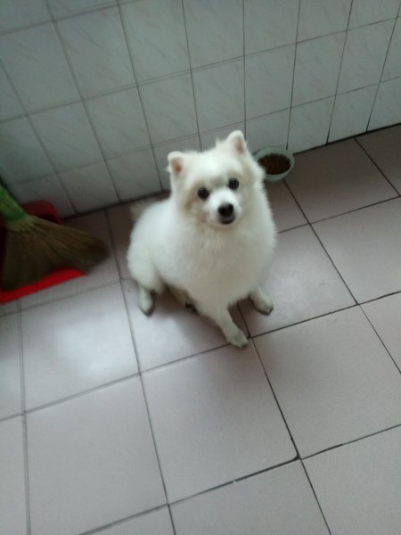 寻找丢失的银狐 杰克