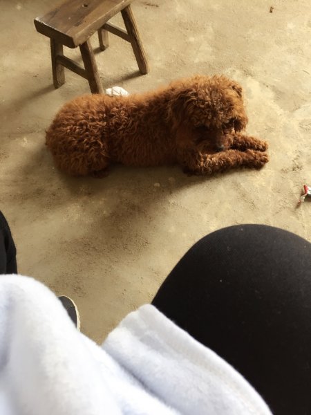 大熊宝贝，我在找你