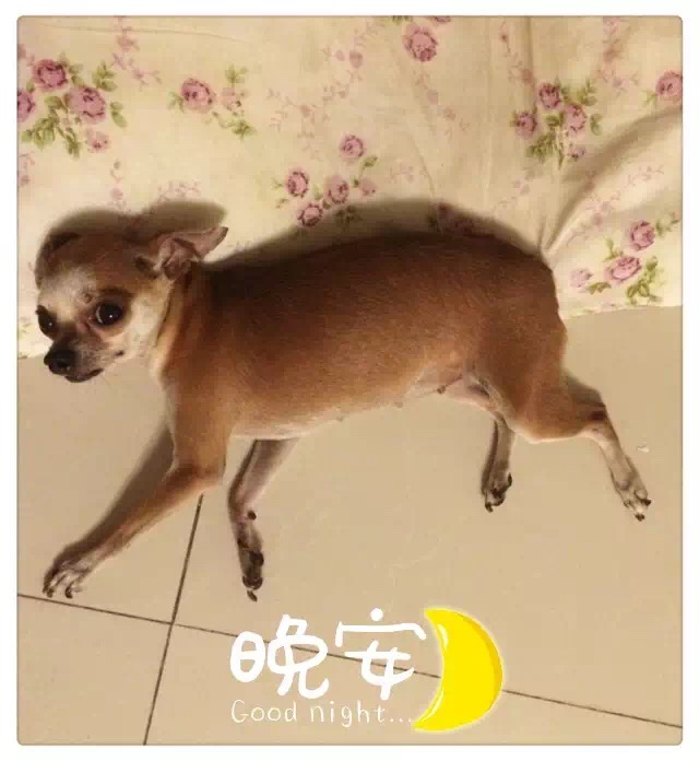 江门蓬江区北郊附近丢失小鹿犬寻狗启事